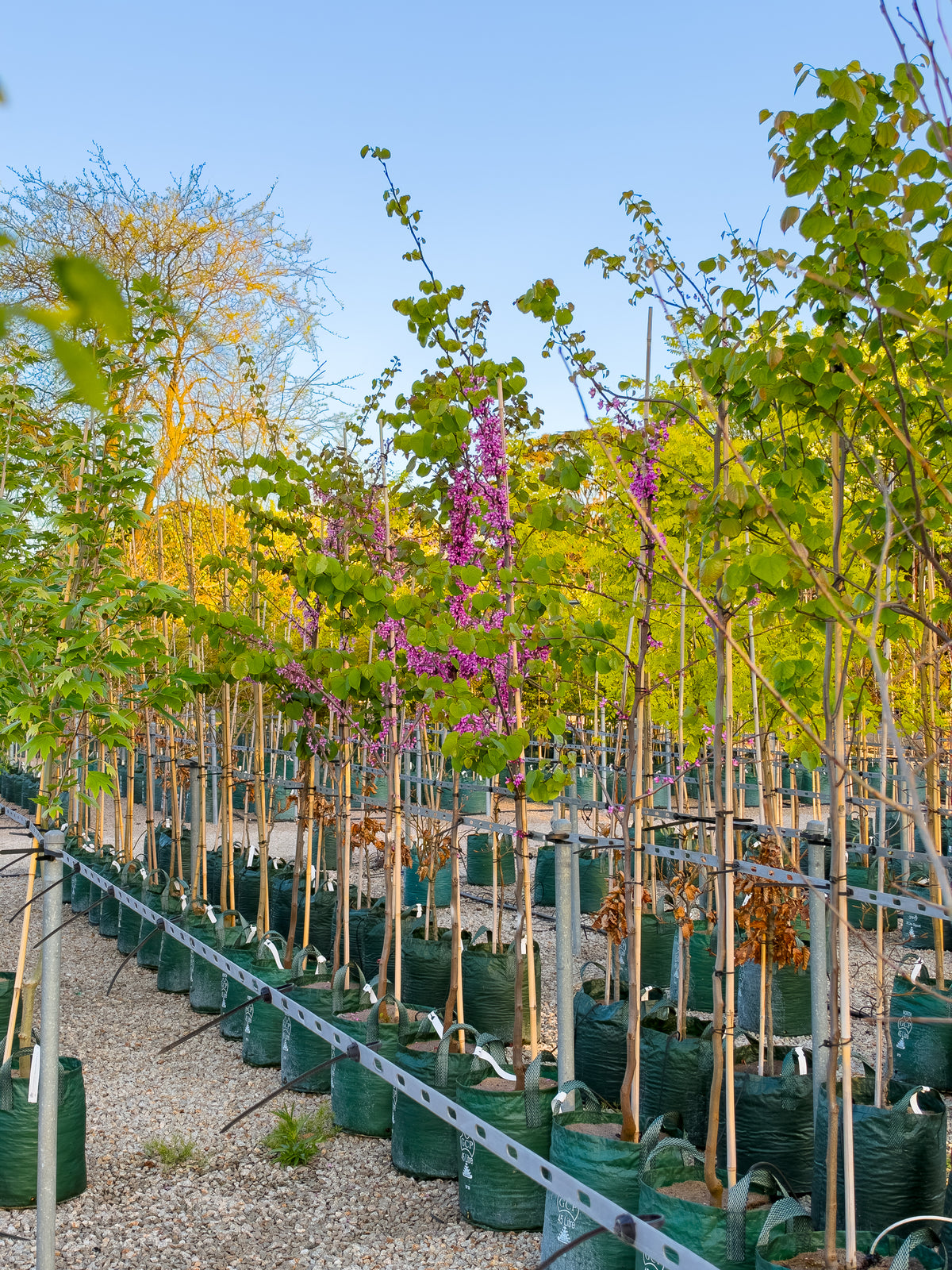 Cercis canadensis Eastern Redbud foliage and form