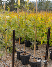 Grevillea x 'Moonlight' - Evergreen Trees Direct