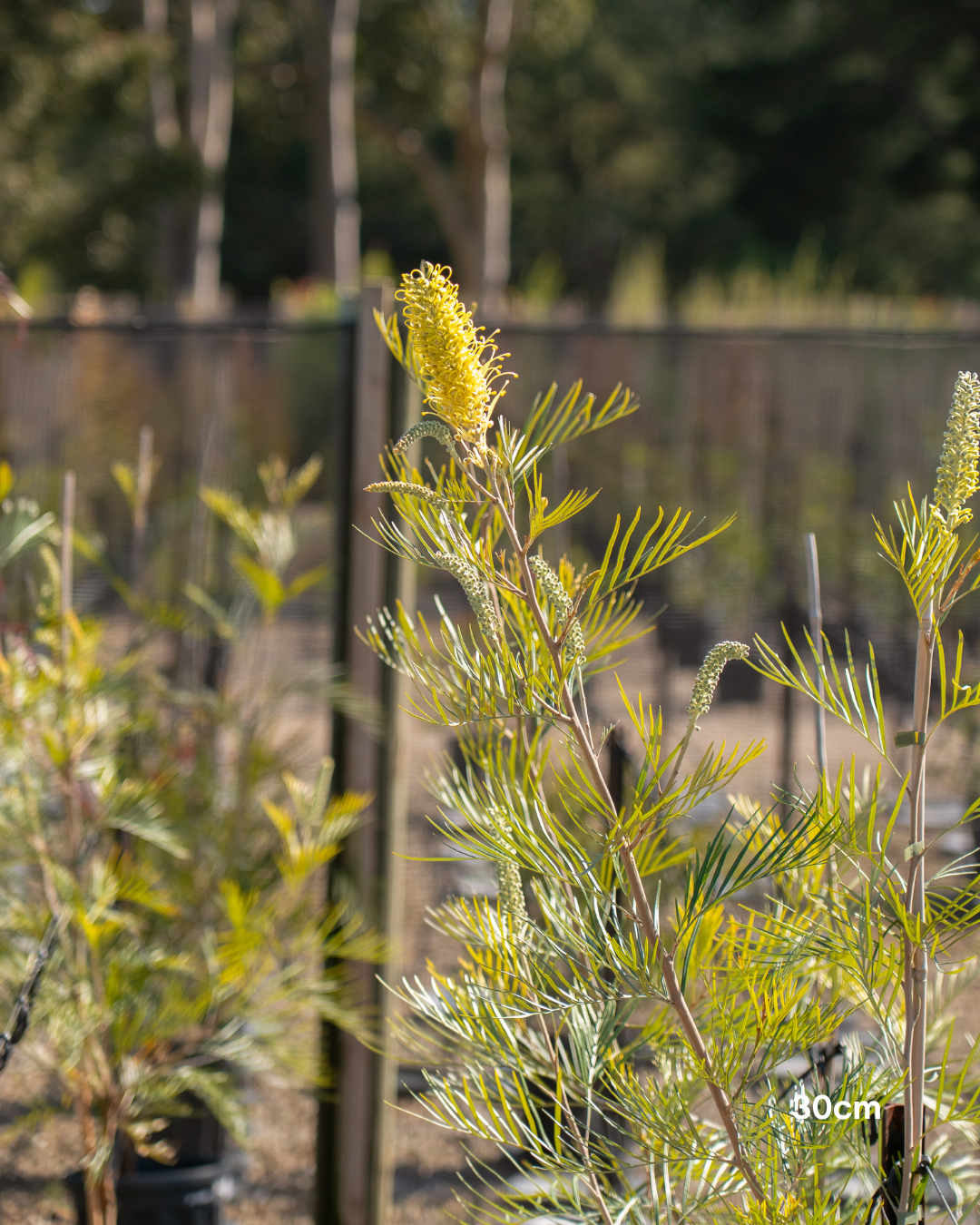 Grevillea x 'Moonlight'