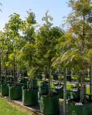 Grevillea robusta - Silk Oak