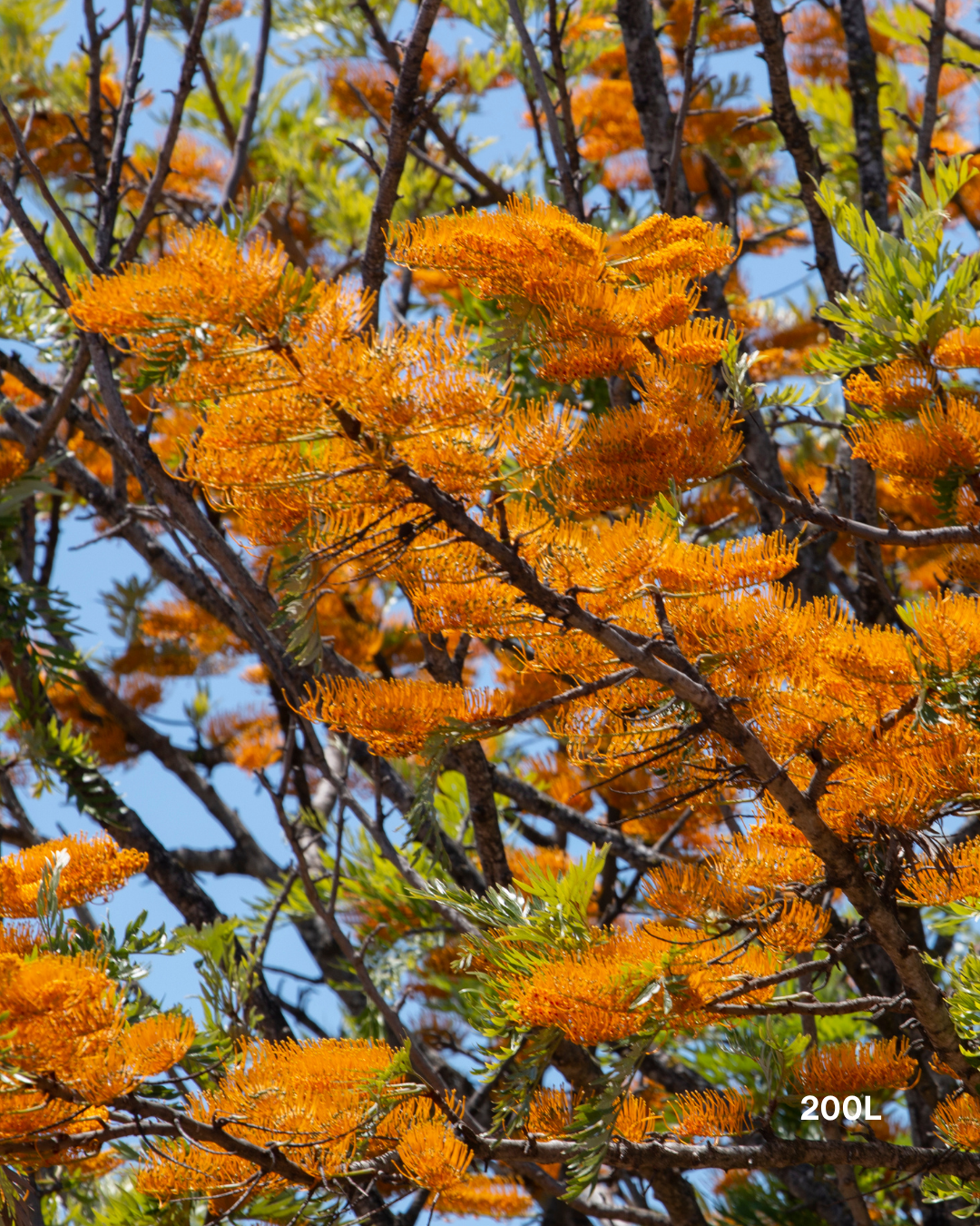 Grevillea robusta - Silk Oak