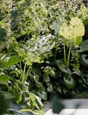 Liguleria Reniformis - Evergreen Trees Direct