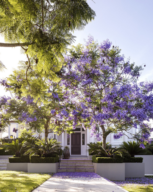 Jacaranda mimosifolia