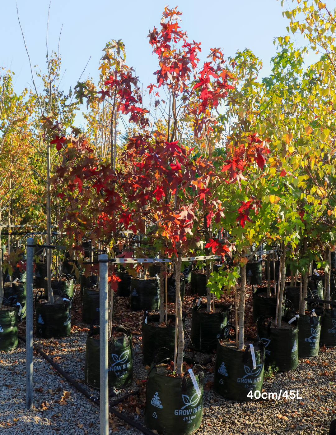 Liquidambar styraciflua - Sweetgum - Evergreen Trees Direct