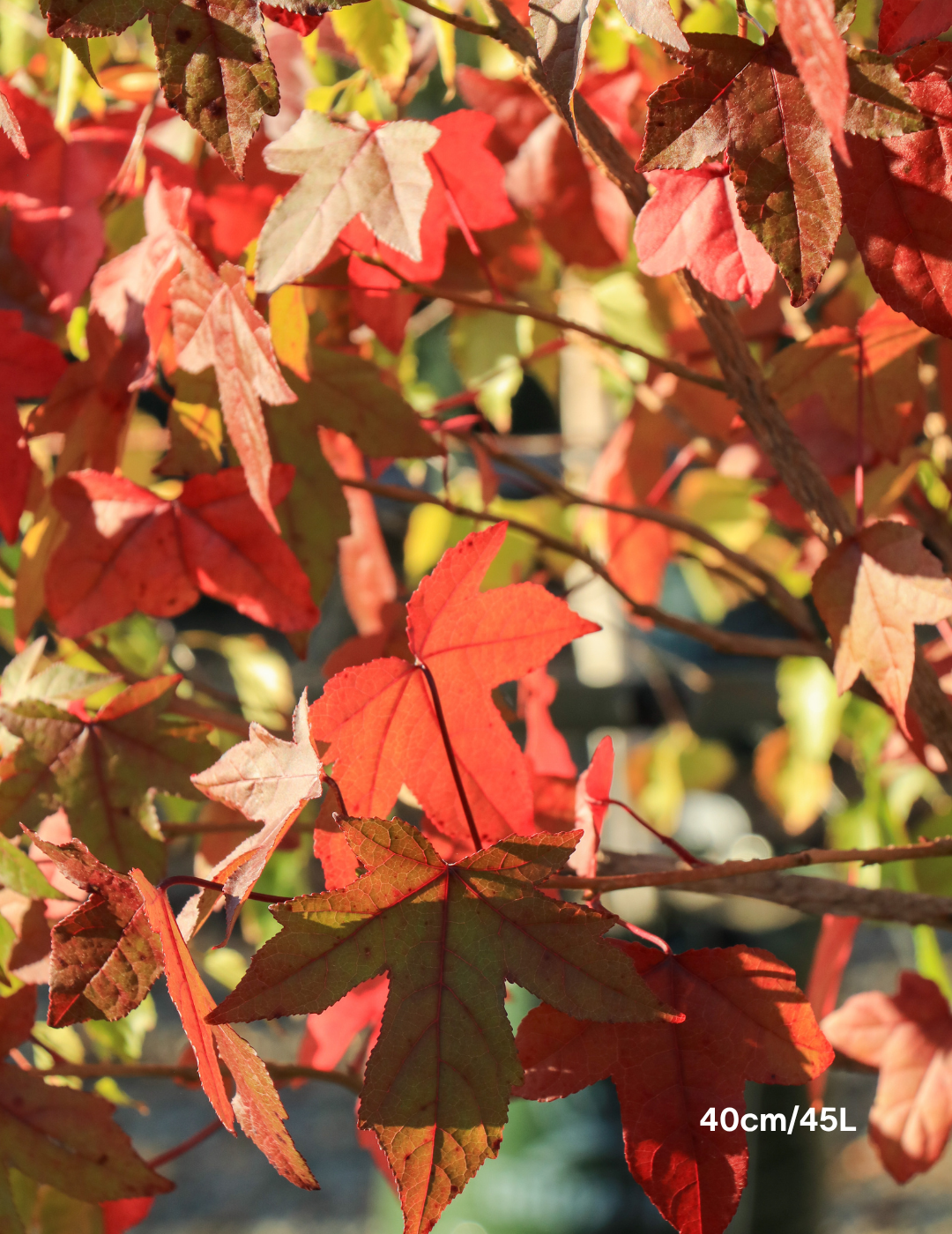 Liquidambar styraciflua - Sweetgum - Evergreen Trees Direct
