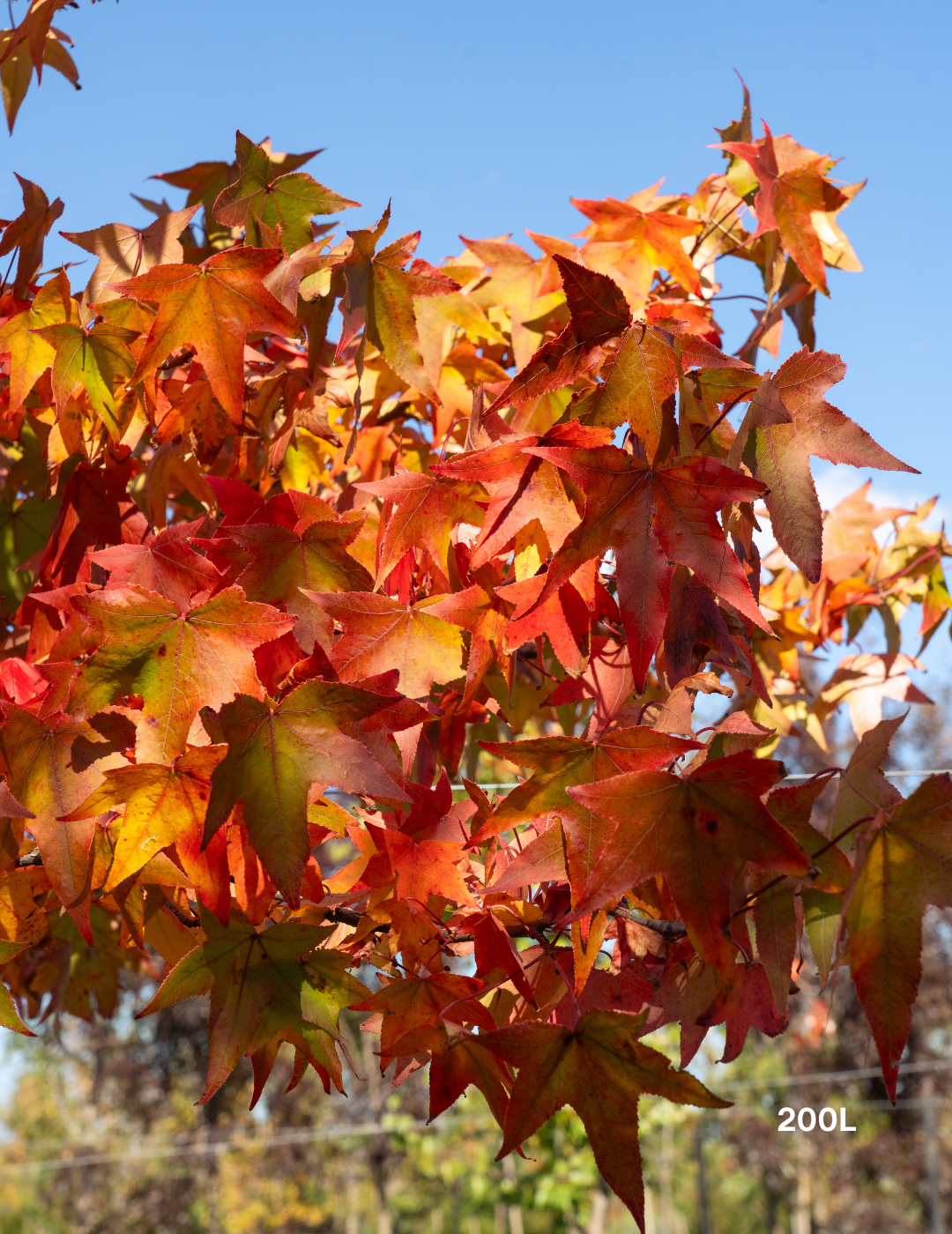 Liquidambar styraciflua Sweetgum