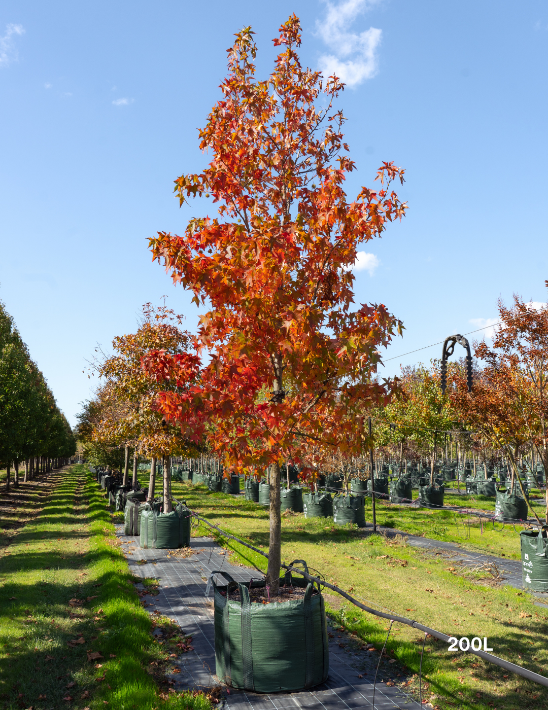 Liquidambar styraciflua Sweetgum