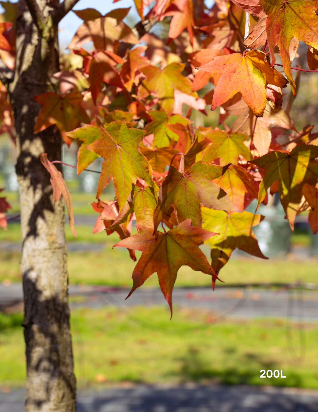 Liquidambar styraciflua Sweetgum