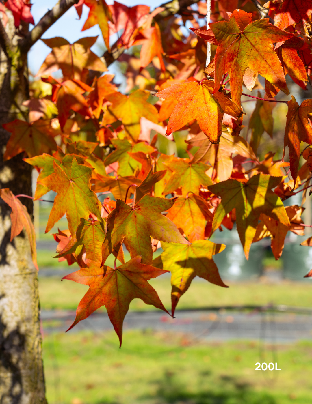 Liquidambar styraciflua Sweetgum