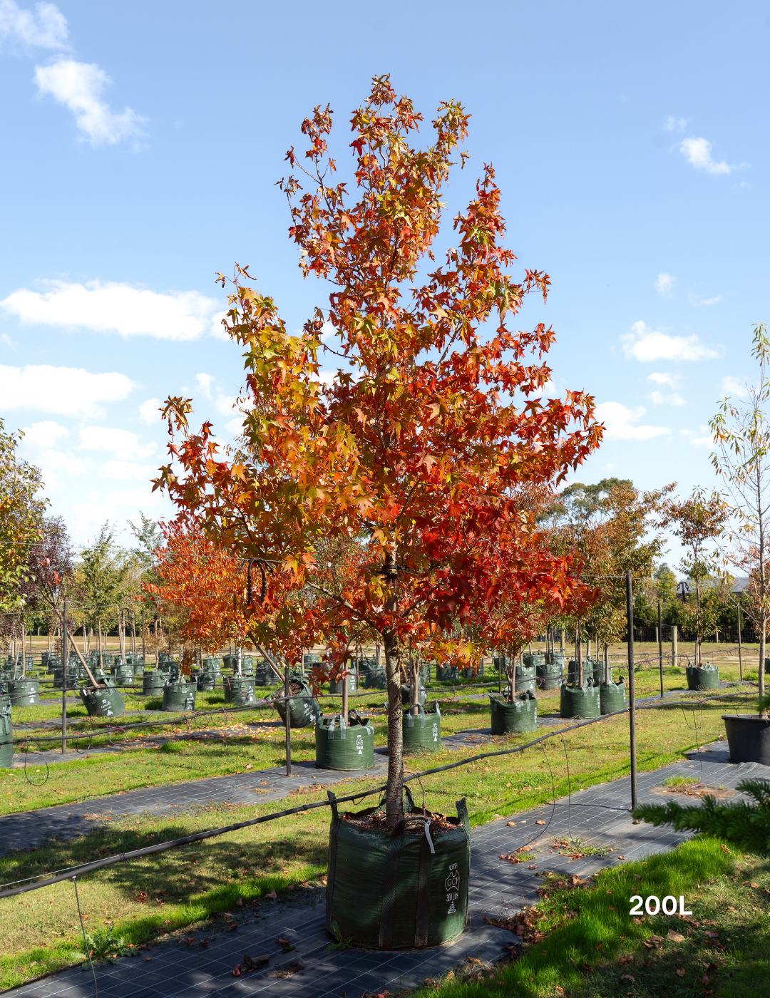 Liquidambar styraciflua Sweetgum