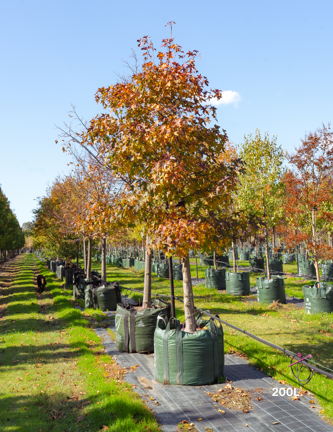 Liquidambar styraciflua Sweetgum