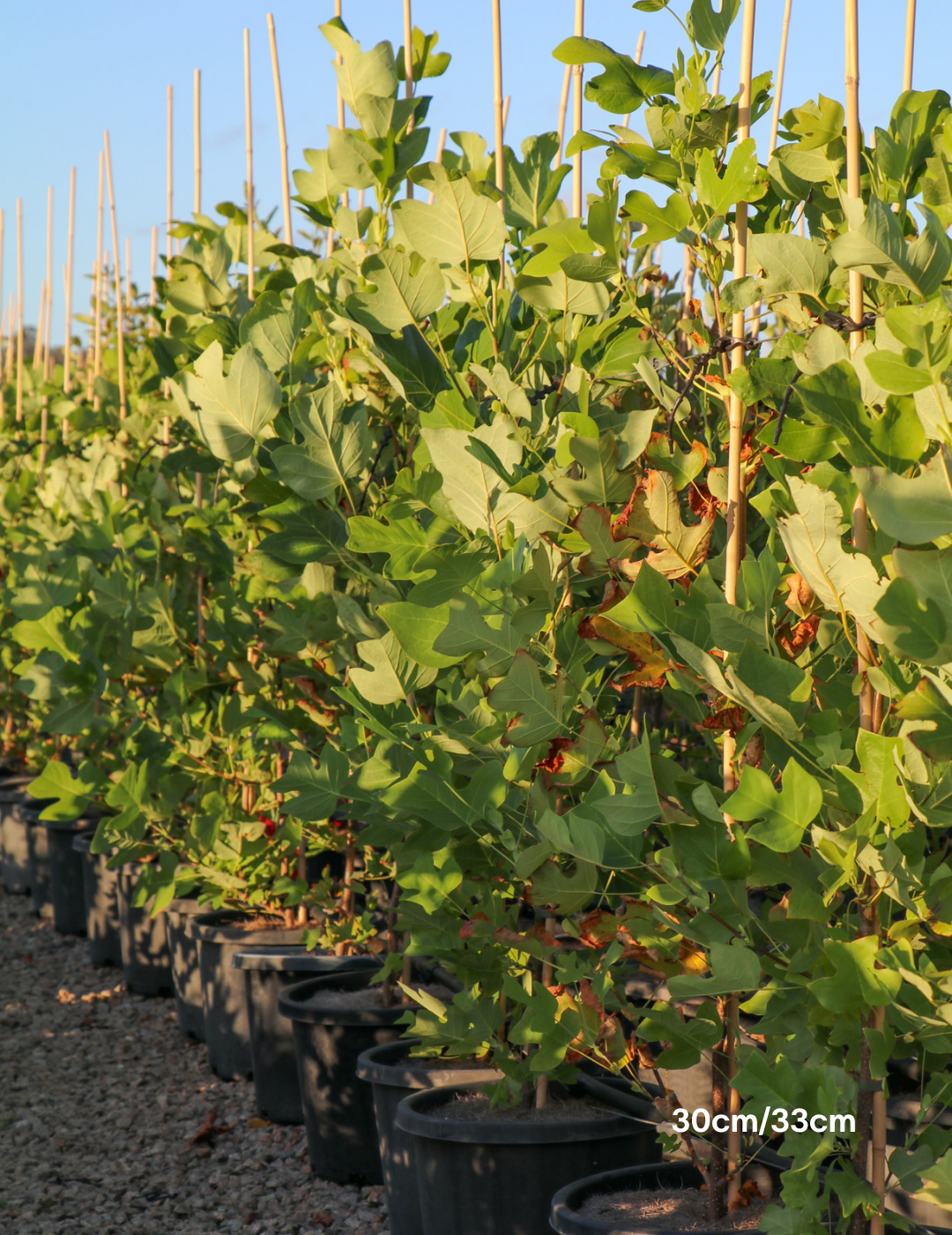 Liriodendron tulipifera - Evergreen Trees Direct