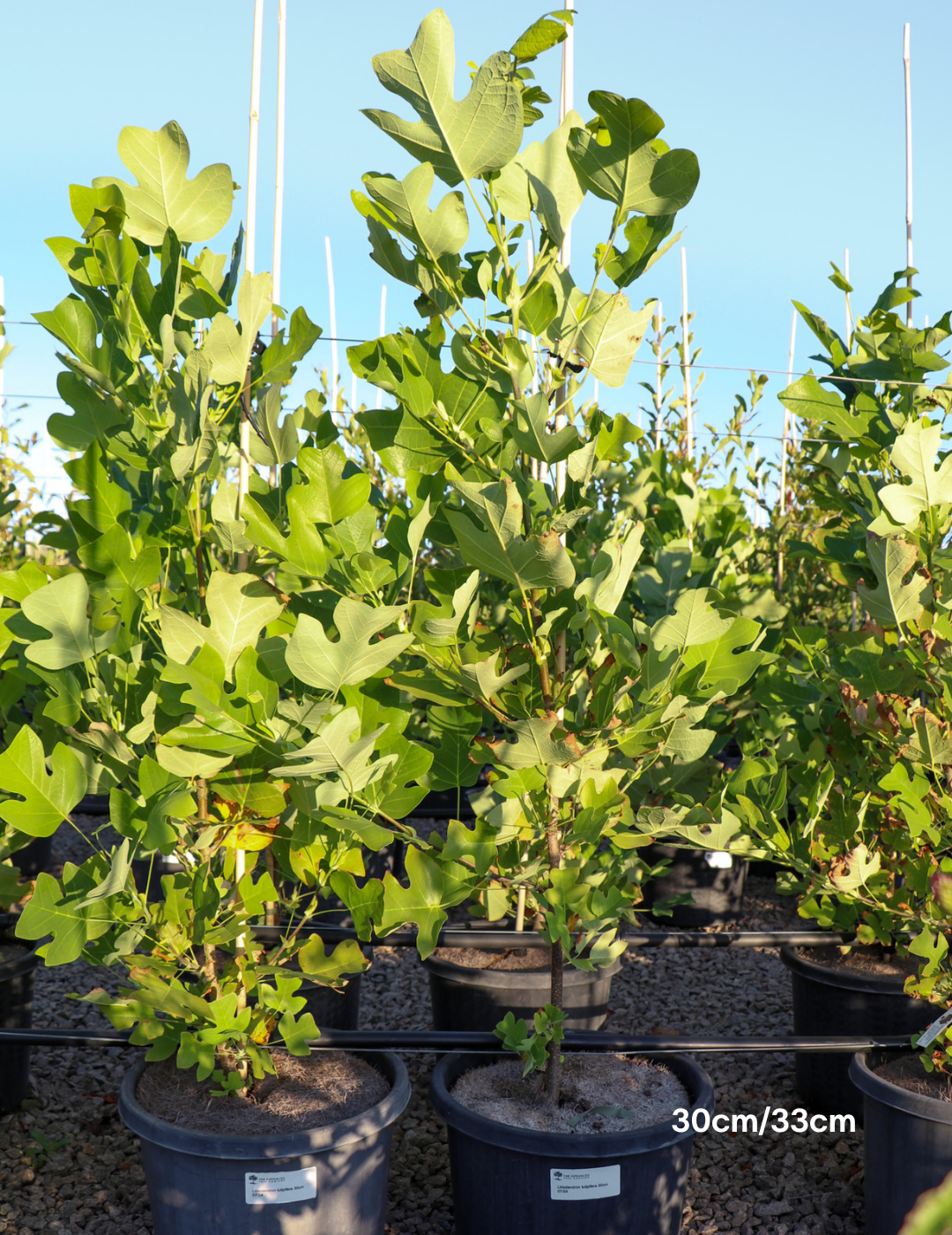 Liriodendron tulipifera - Evergreen Trees Direct