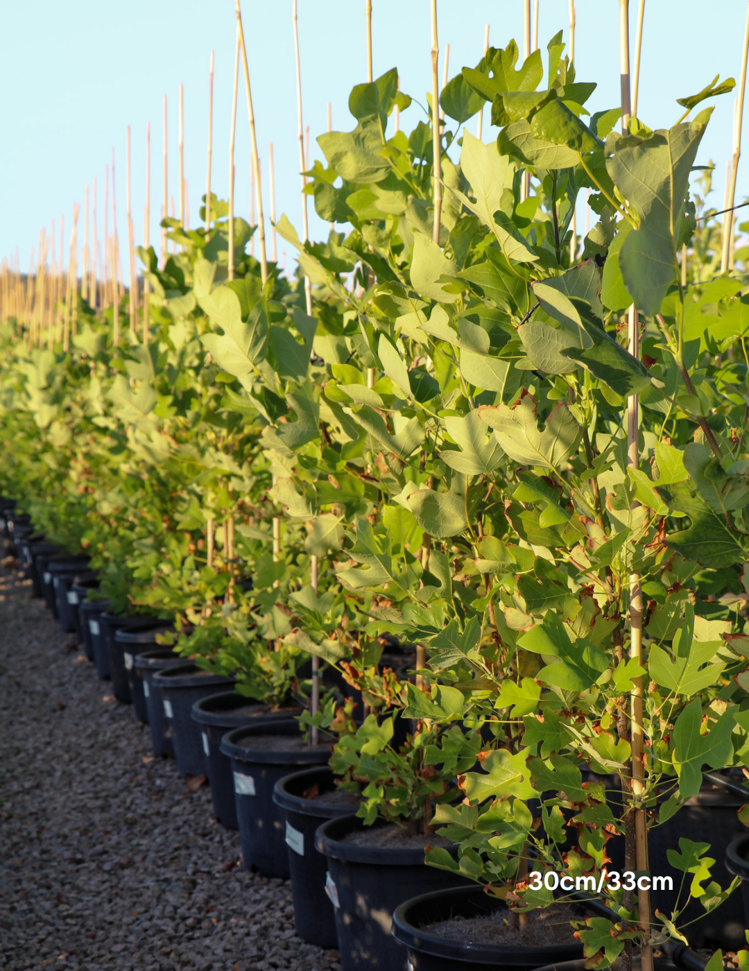 Liriodendron tulipifera - Evergreen Trees Direct