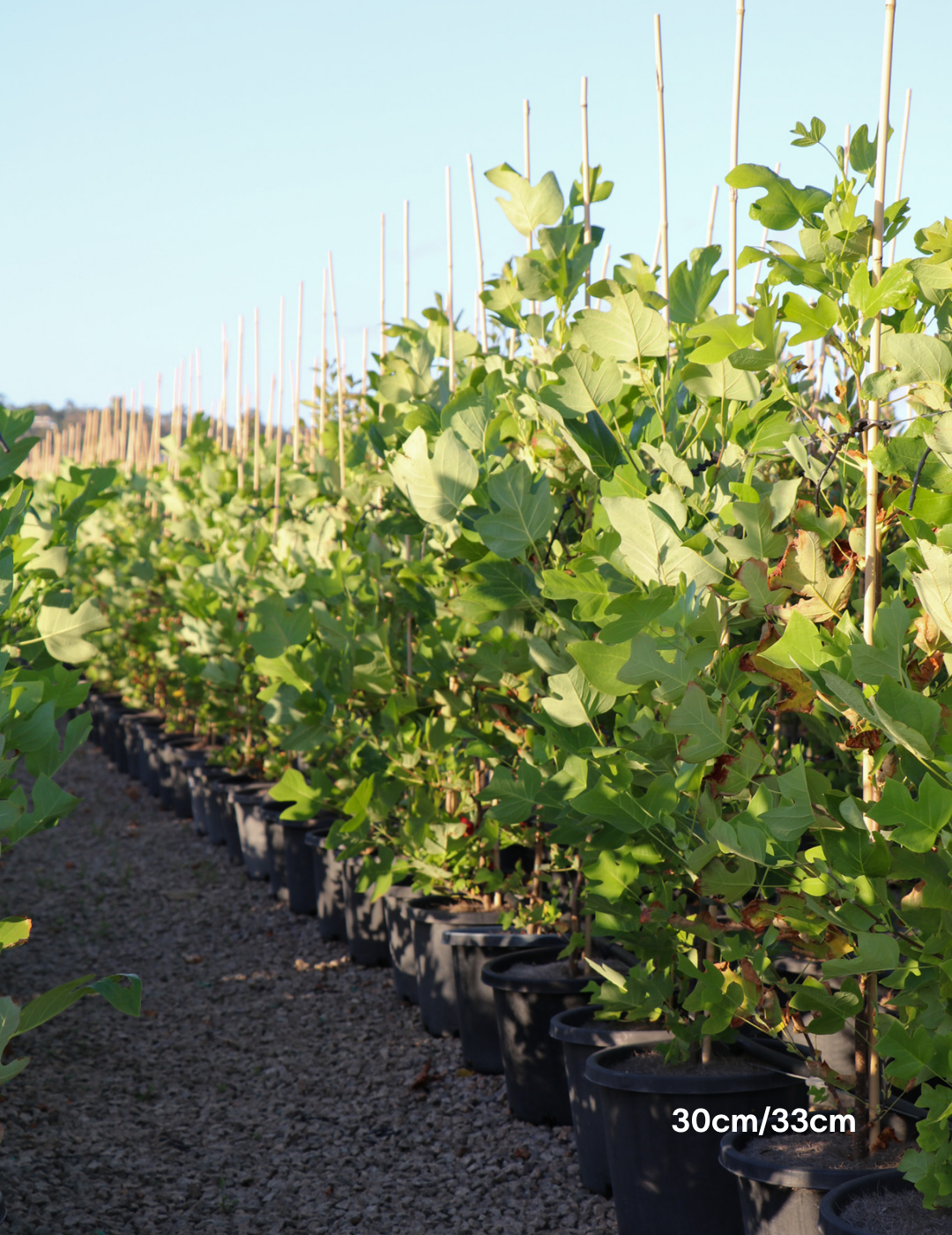 Liriodendron tulipifera - Evergreen Trees Direct