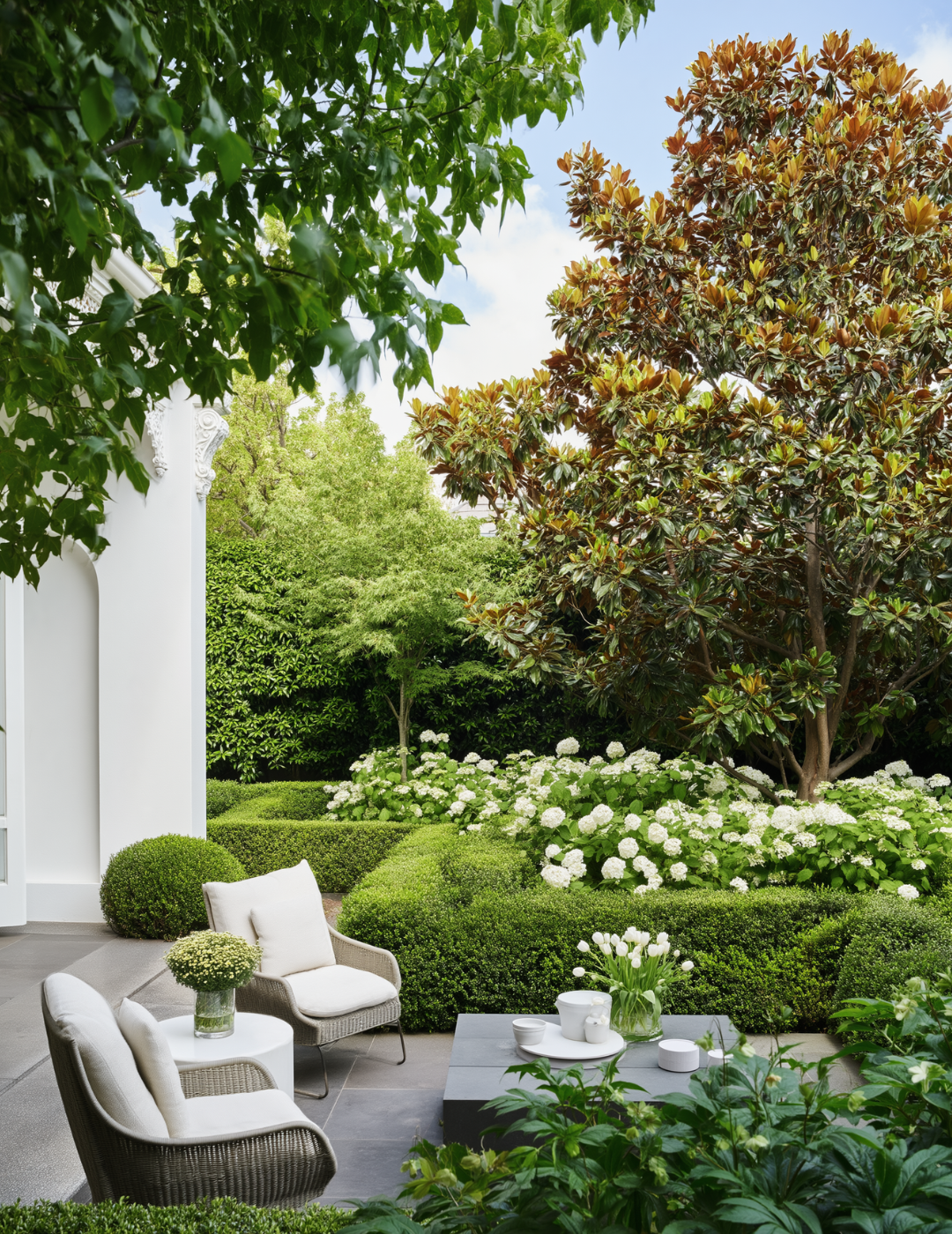 Magnolia grandiflora Exmouth – Exmouth Magnolia