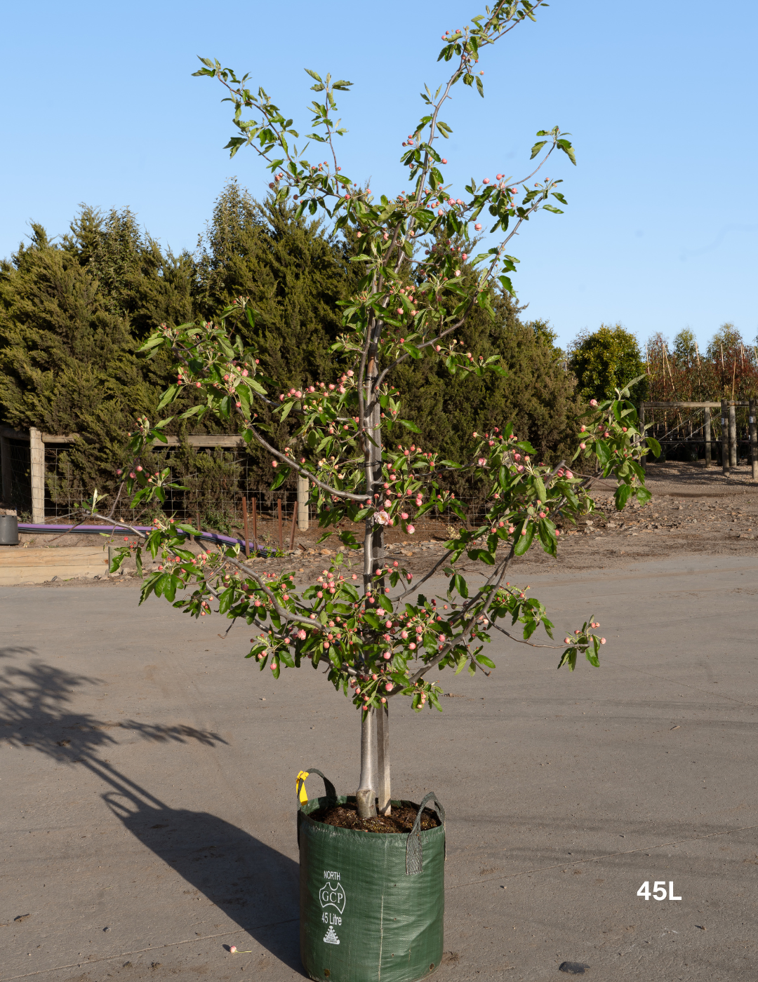Malus ioensis 'Plena' – Double-Flowered Crab Apple - Evergreen Trees Direct