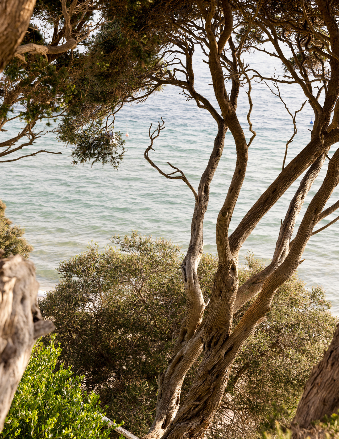 Melaleuca lanceolata (Moonah Tree) - Evergreen Trees Direct