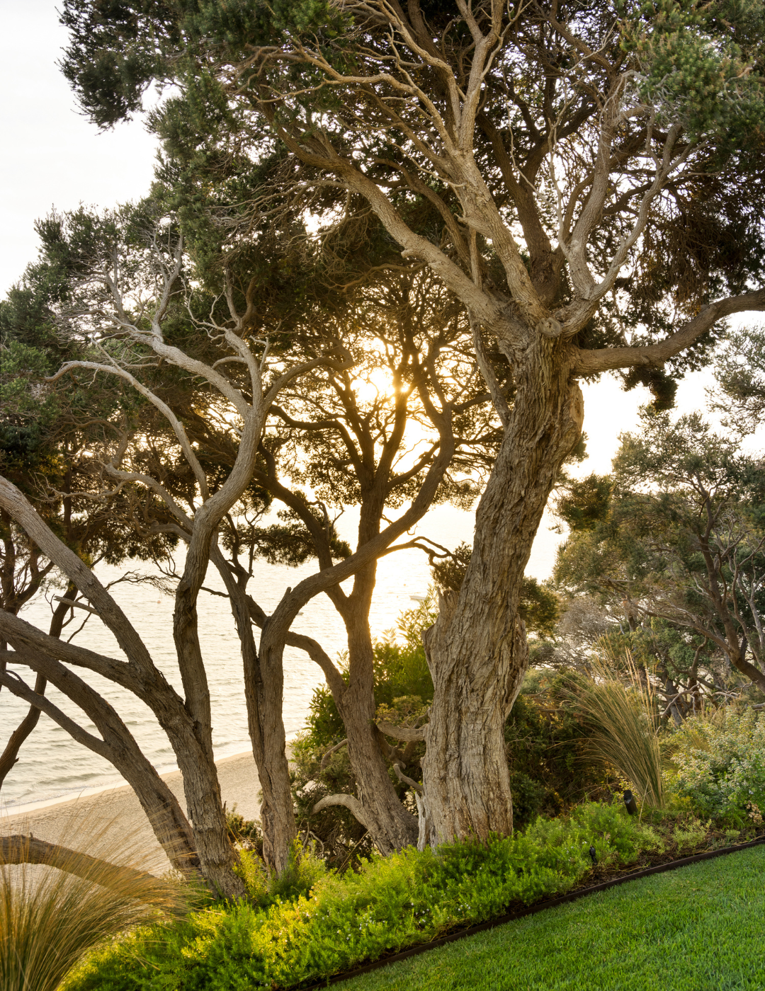 Melaleuca lanceolata (Moonah Tree) - Evergreen Trees Direct