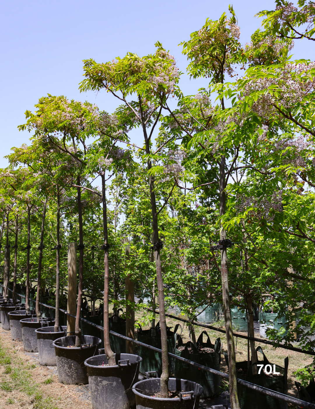 Melia azedarach - Evergreen Trees Direct