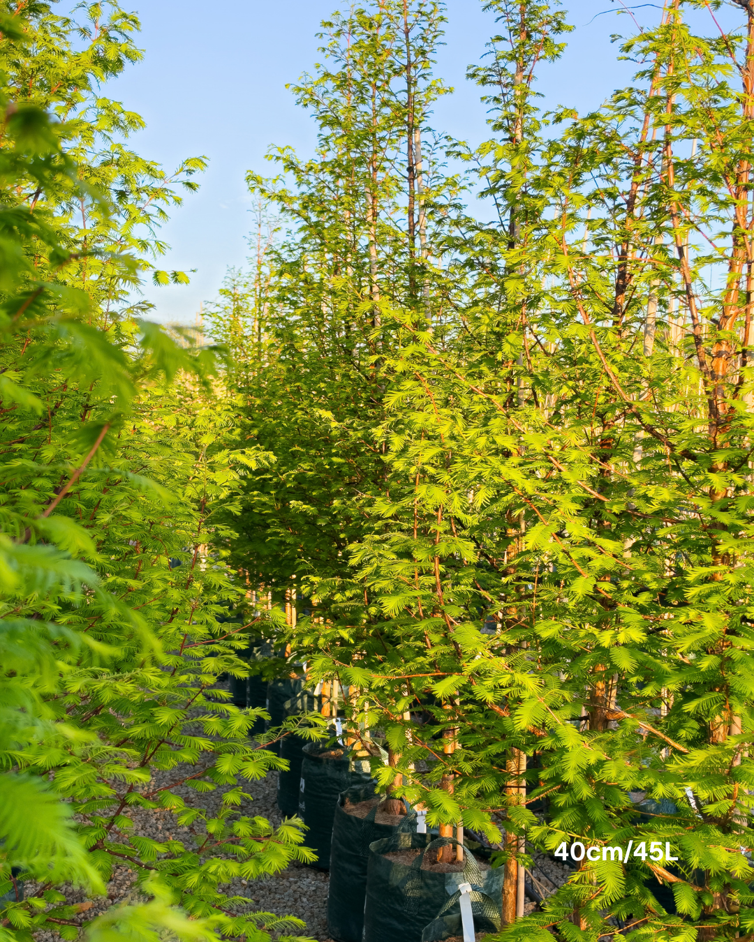 Metasequoia glyptostroboides – Dawn Redwood