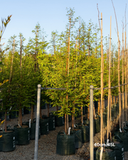 Metasequoia glyptostroboides – Dawn Redwood
