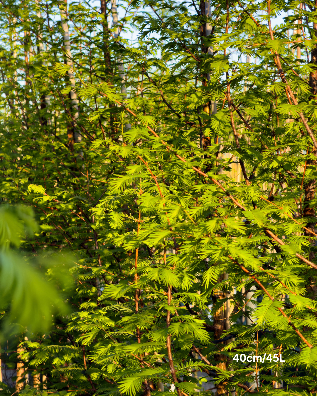 Metasequoia glyptostroboides – Dawn Redwood