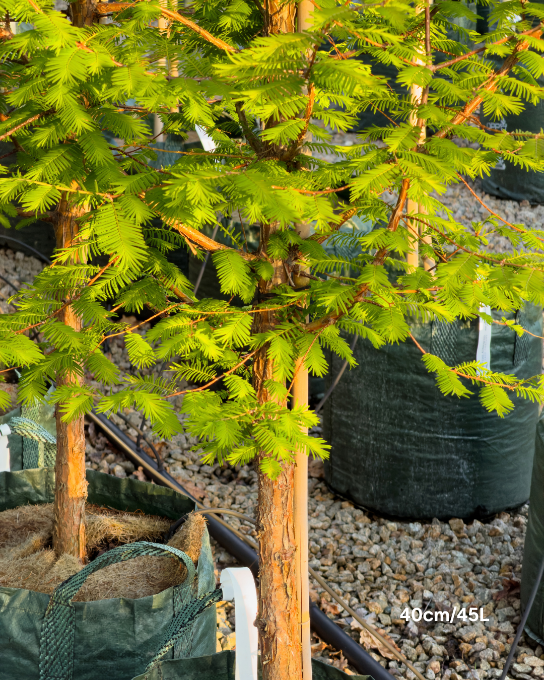 Metasequoia glyptostroboides – Dawn Redwood