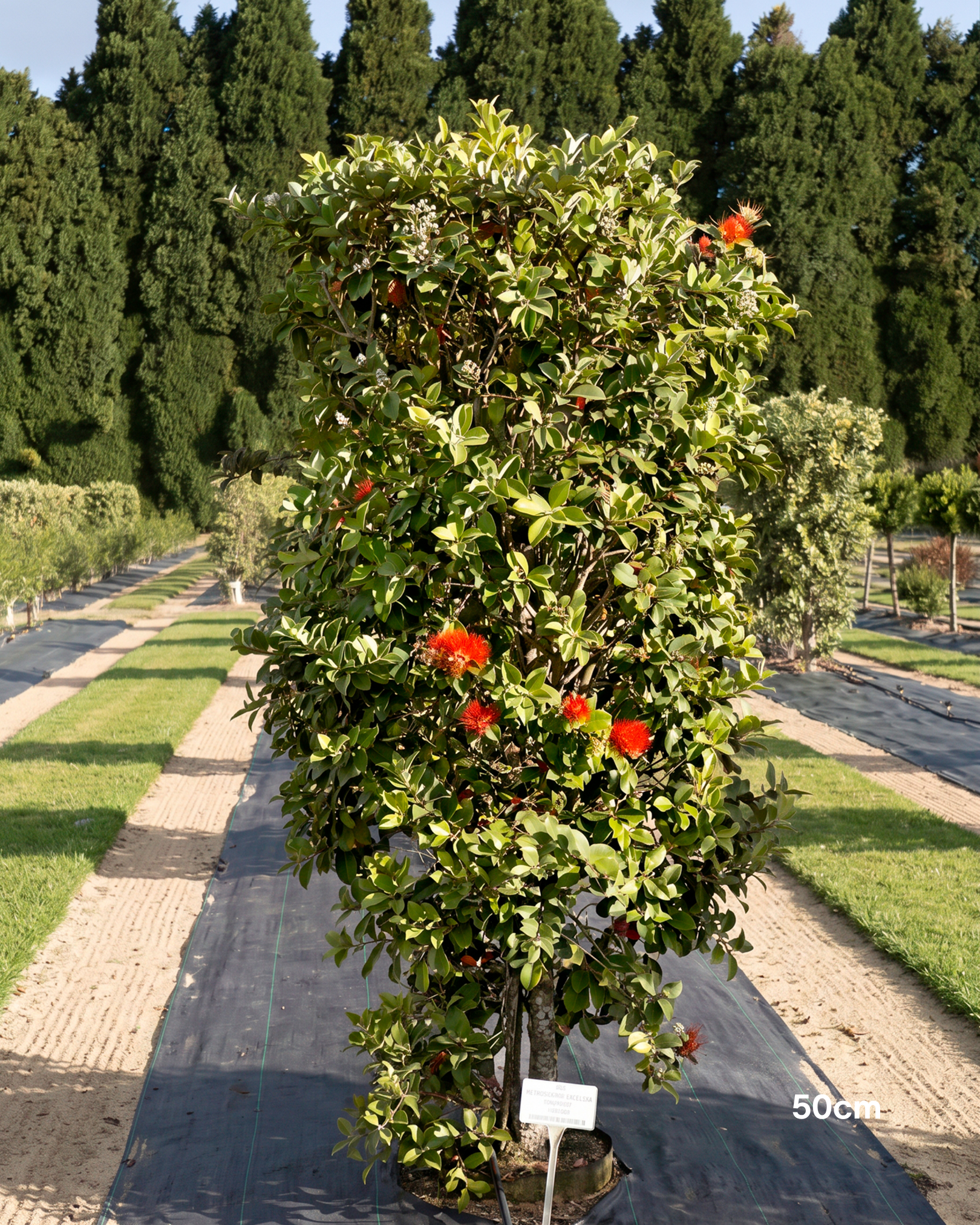 Metrosideros thomasii – New Zealand Christmas Bush / Pohutukawa