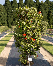 Metrosideros thomasii – New Zealand Christmas Bush / Pohutukawa