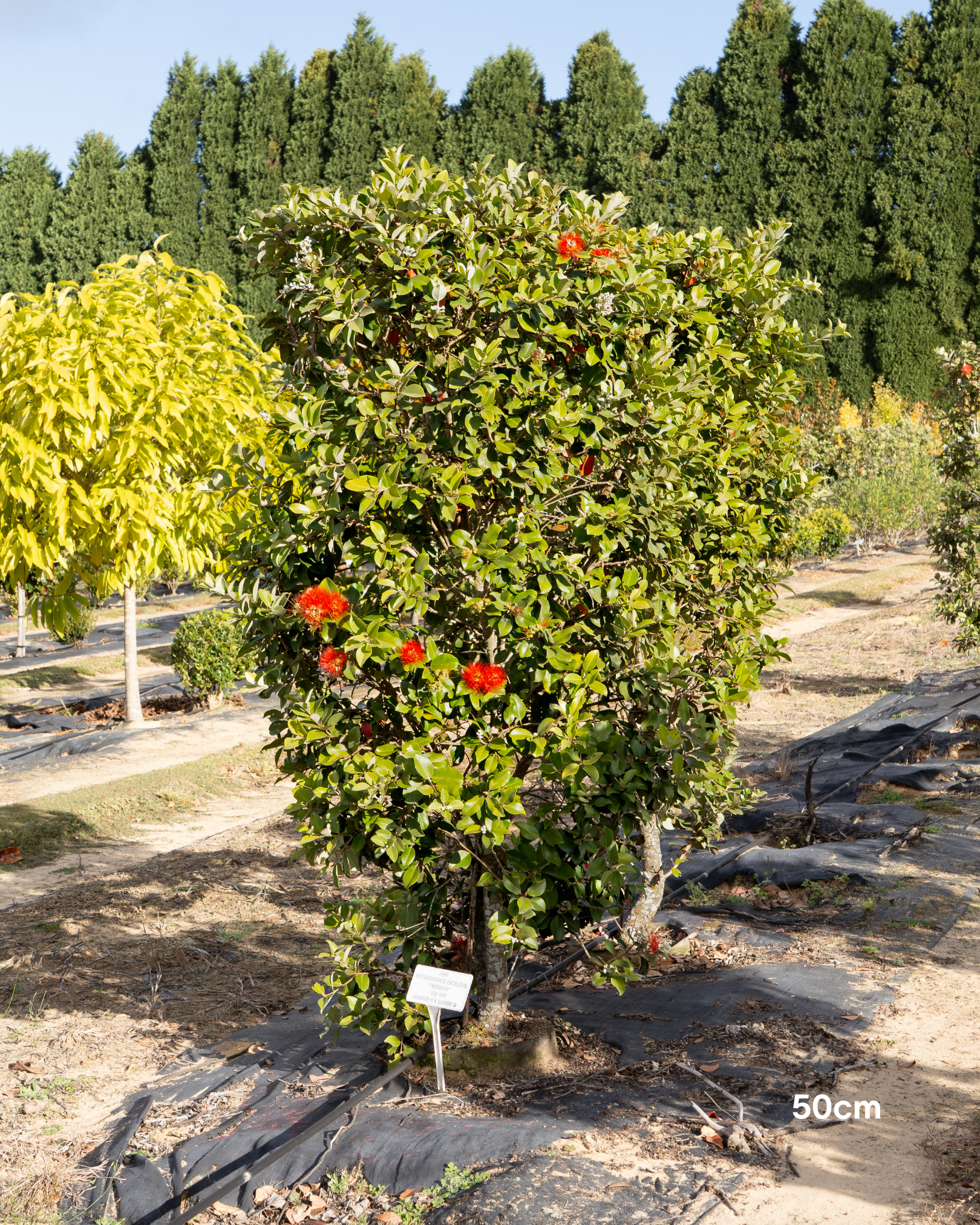 Metrosideros thomasii – New Zealand Christmas Bush / Pohutukawa