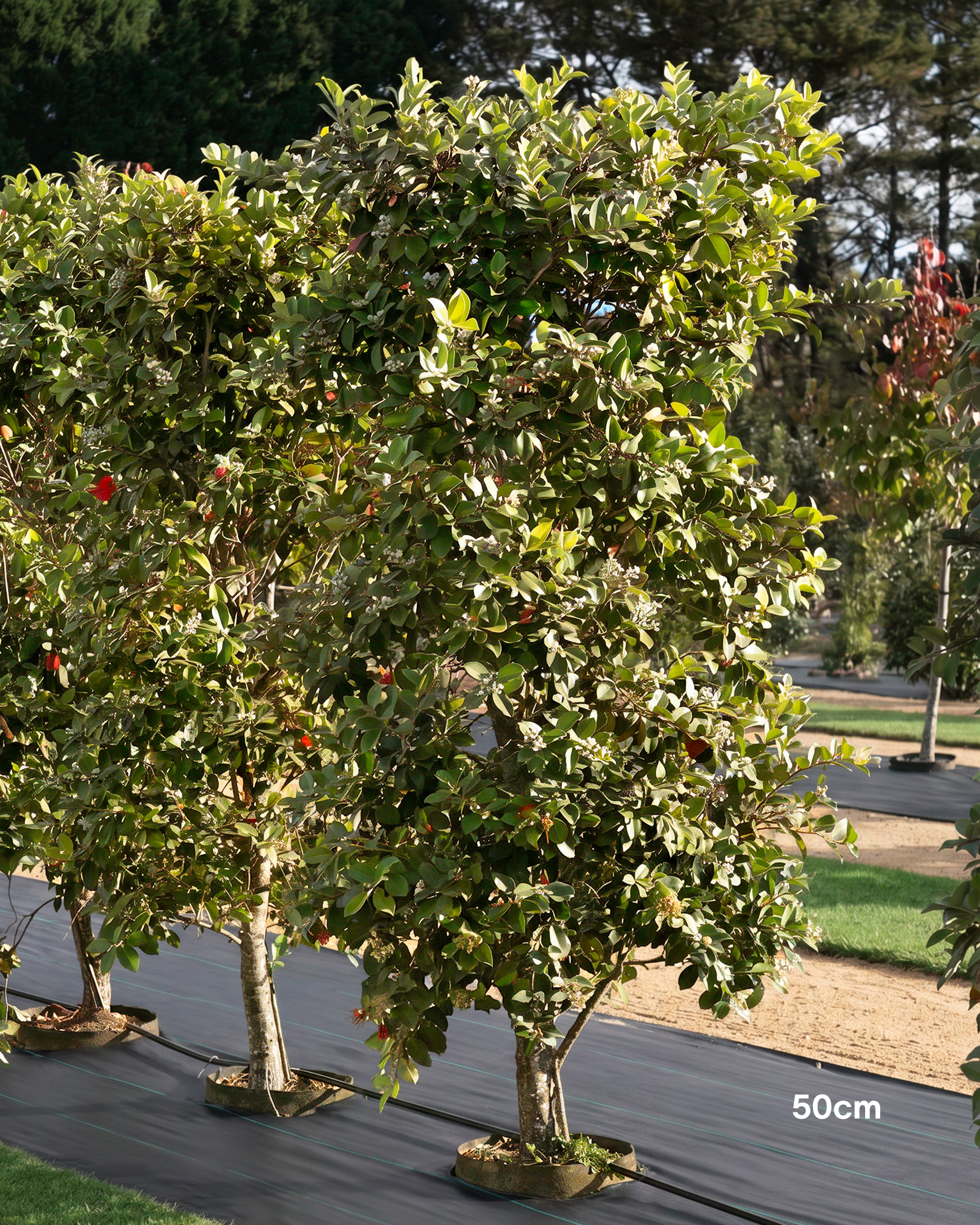Metrosideros thomasii – New Zealand Christmas Bush / Pohutukawa