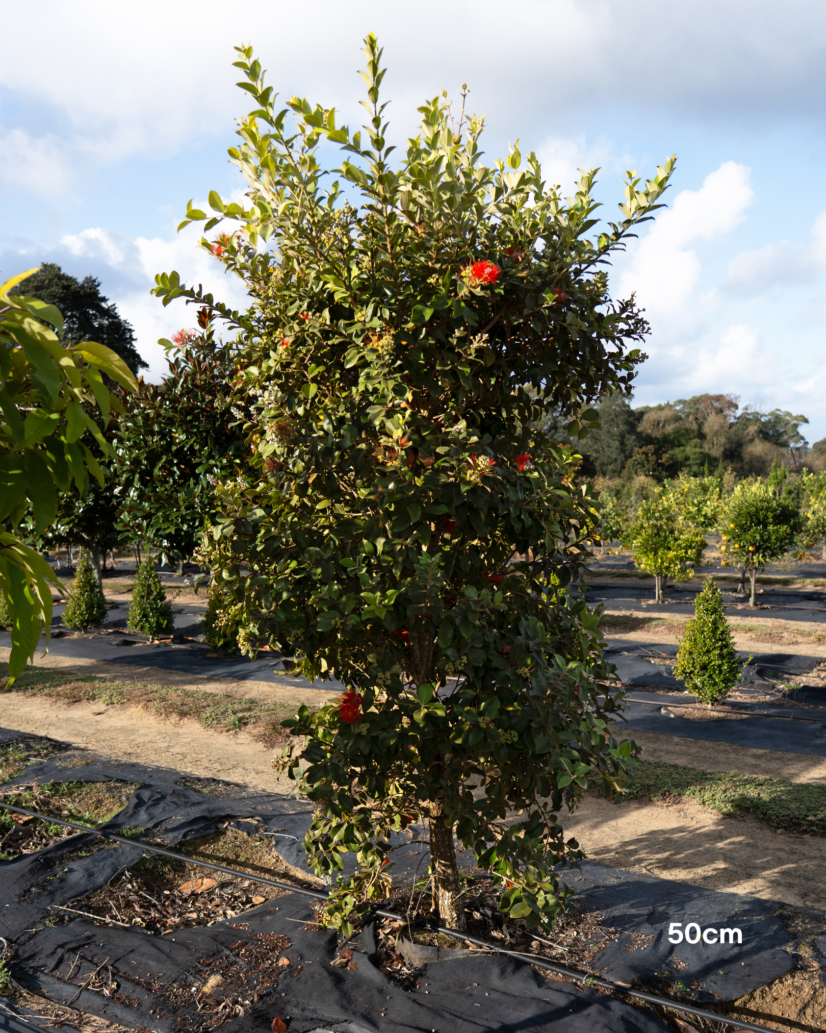 Metrosideros thomasii – New Zealand Christmas Bush / Pohutukawa