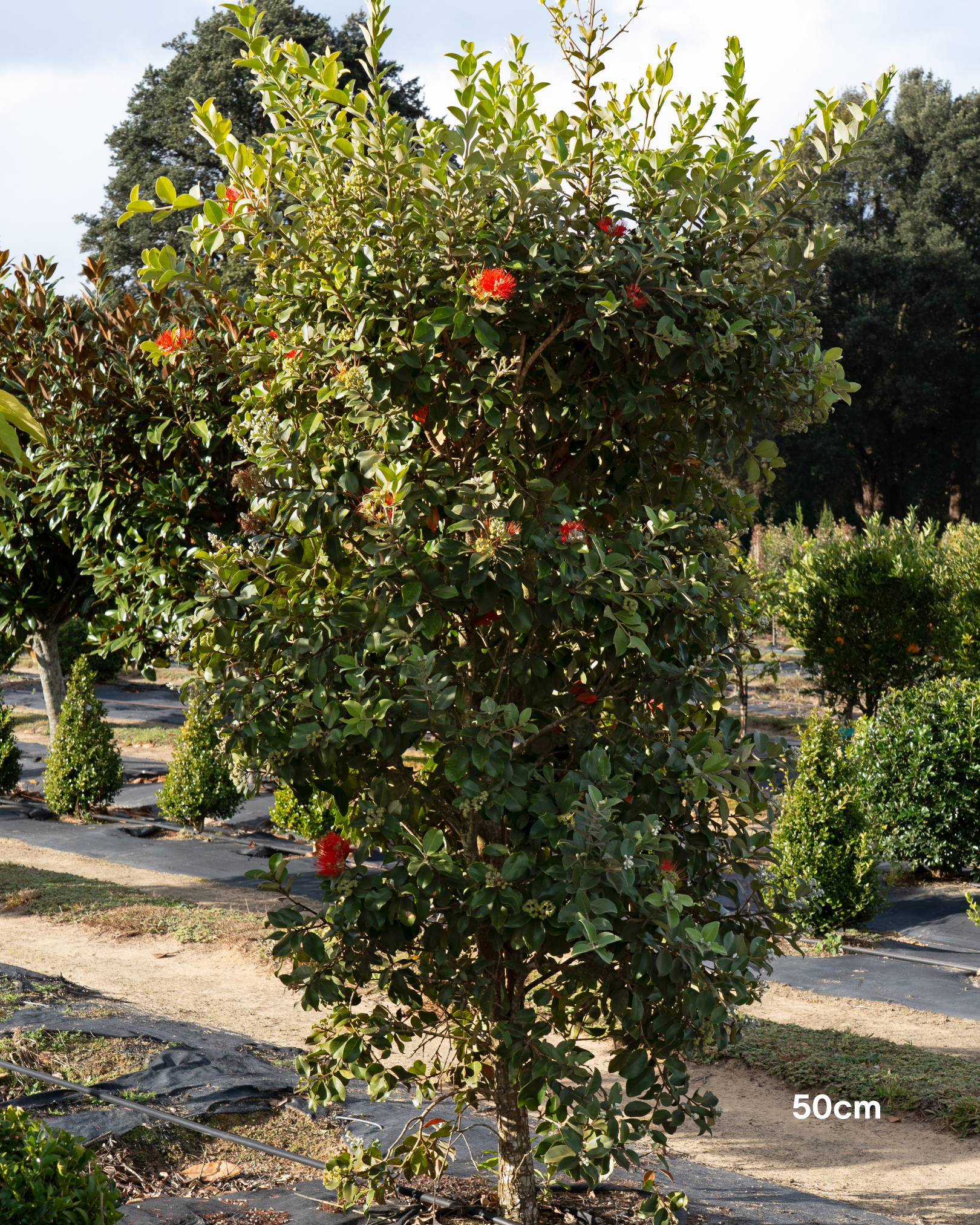 Metrosideros thomasii – New Zealand Christmas Bush / Pohutukawa