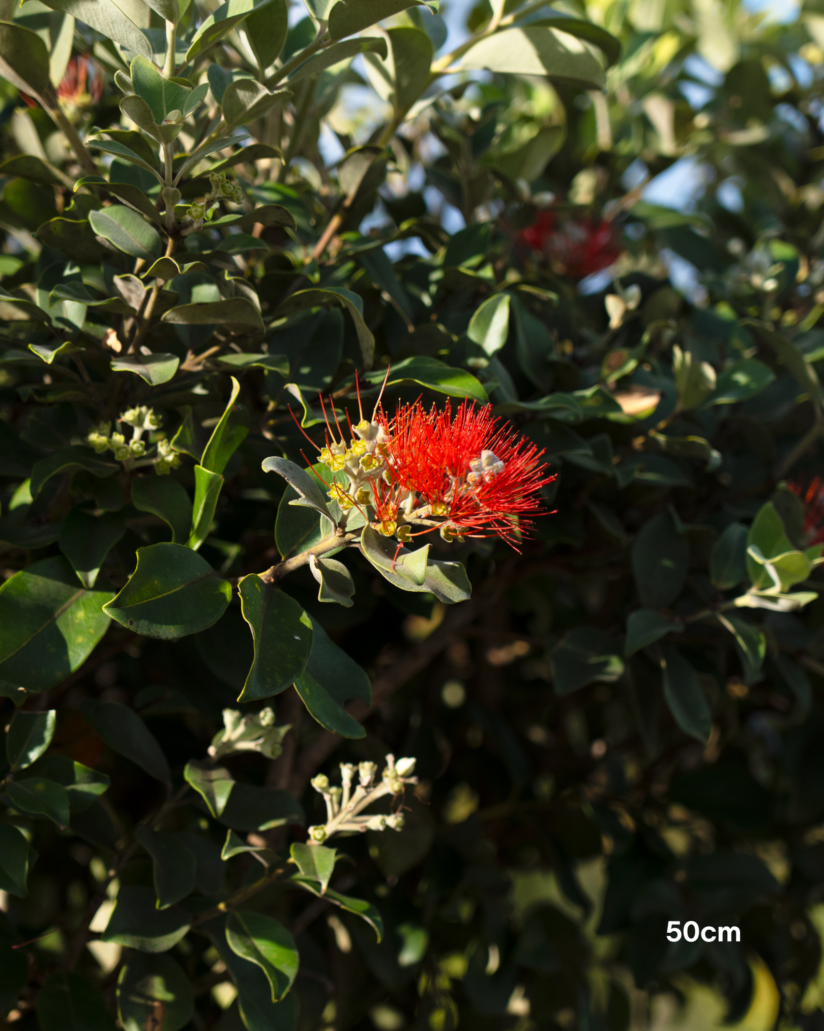 Metrosideros thomasii – New Zealand Christmas Bush / Pohutukawa