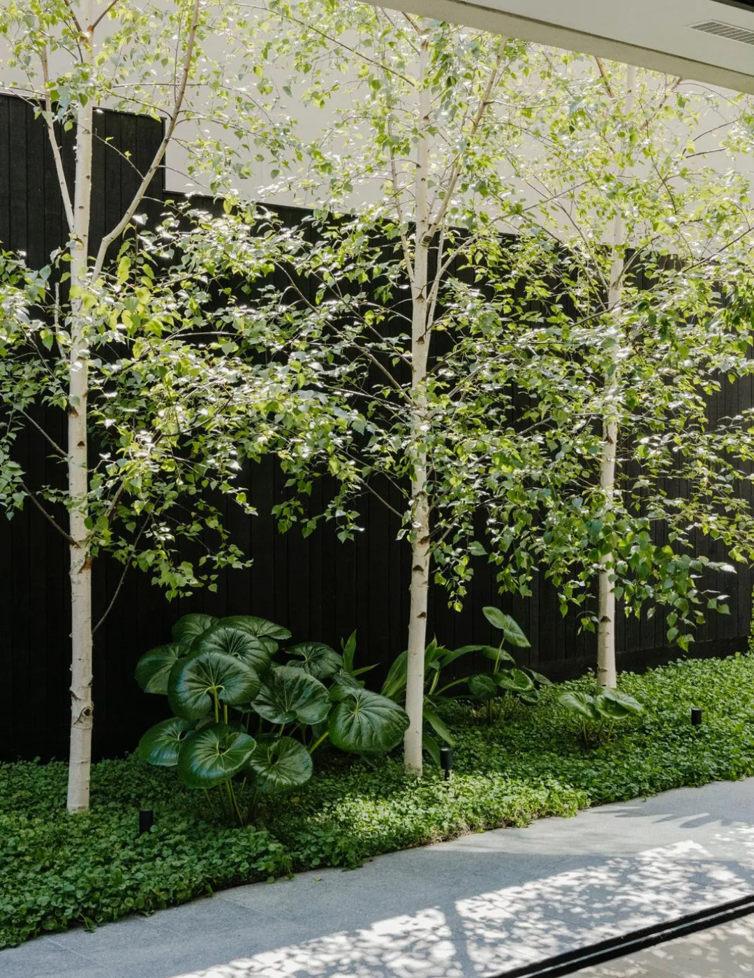 Betula pendula 'Moss White'