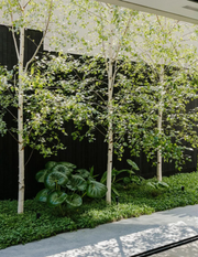 Betula pendula 'Moss White' - Evergreen Trees Direct