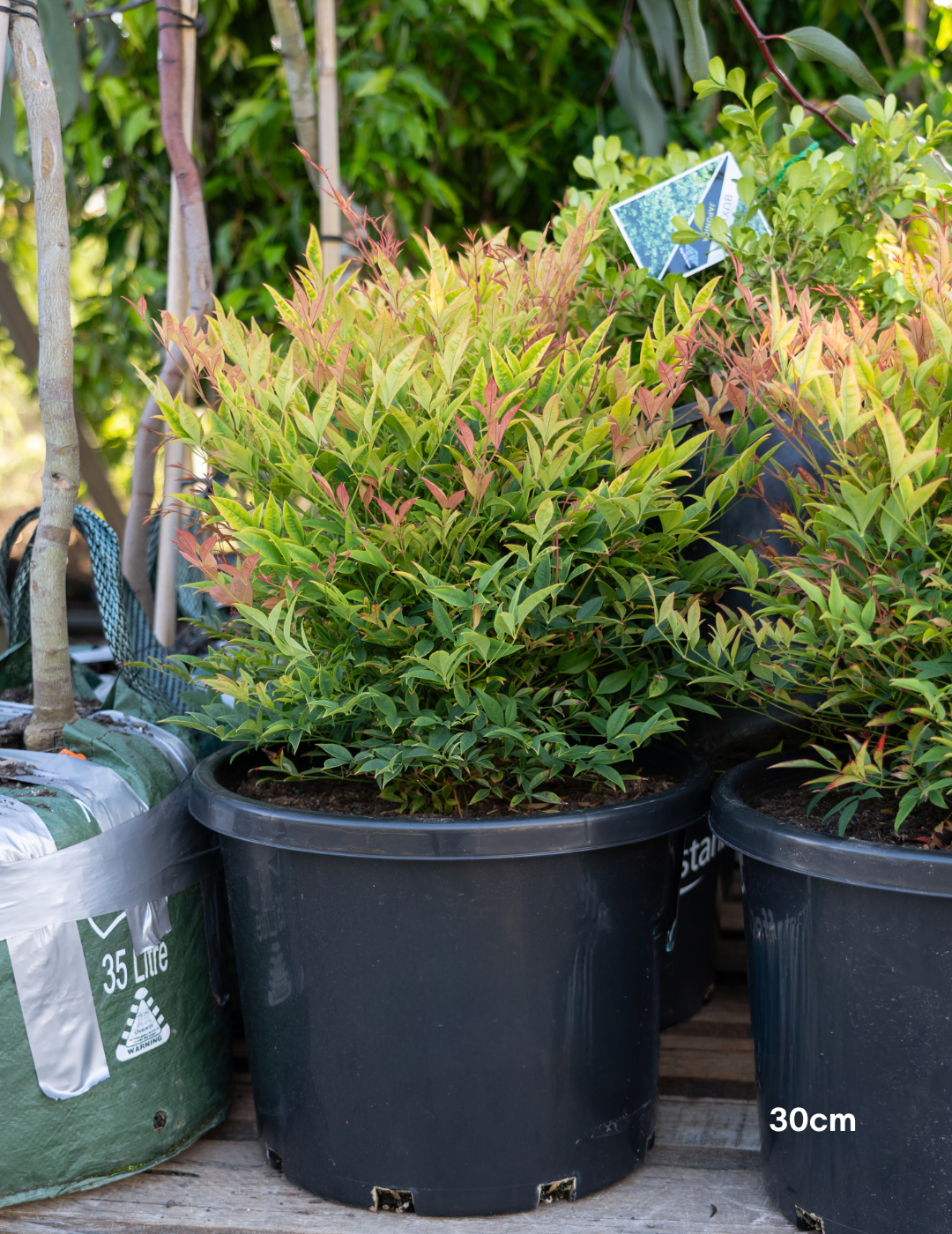 Nandina 'Moon Bay' - Evergreen Trees Direct