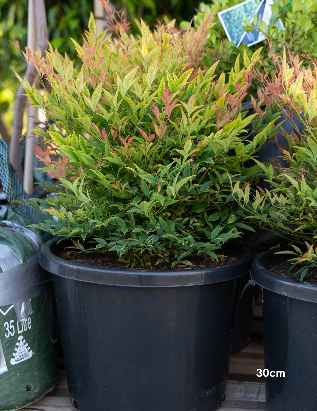 Nandina 'Moon Bay' - Evergreen Trees Direct