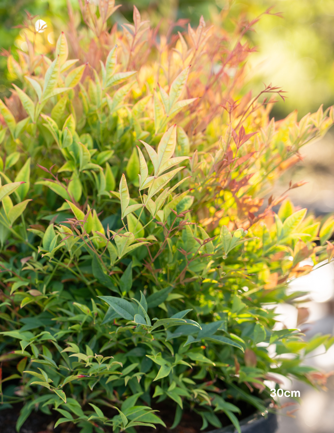Nandina 'Moon Bay' - Evergreen Trees Direct