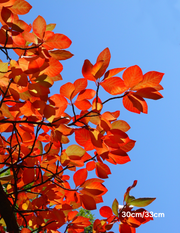 Nyssa sylvatica (Black Tupelo) - Evergreen Trees Direct