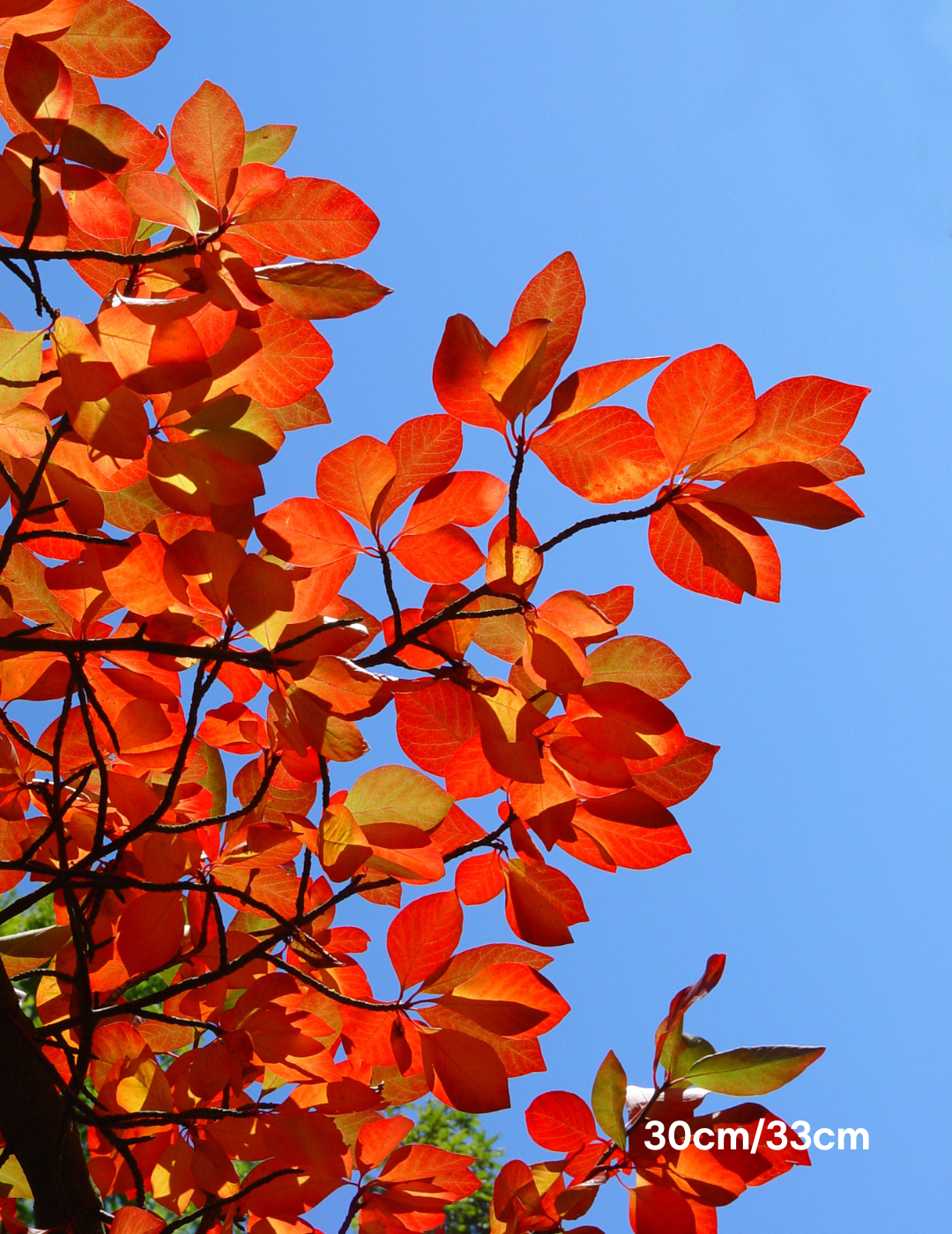 Nyssa sylvatica (Black Tupelo) - Evergreen Trees Direct