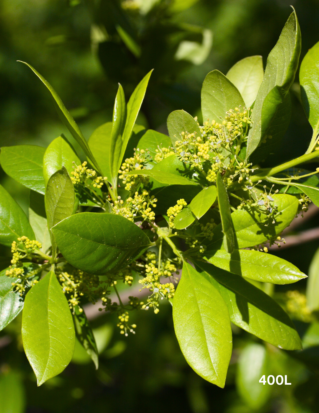Nyssa sylvatica (Black Tupelo) - Evergreen Trees Direct