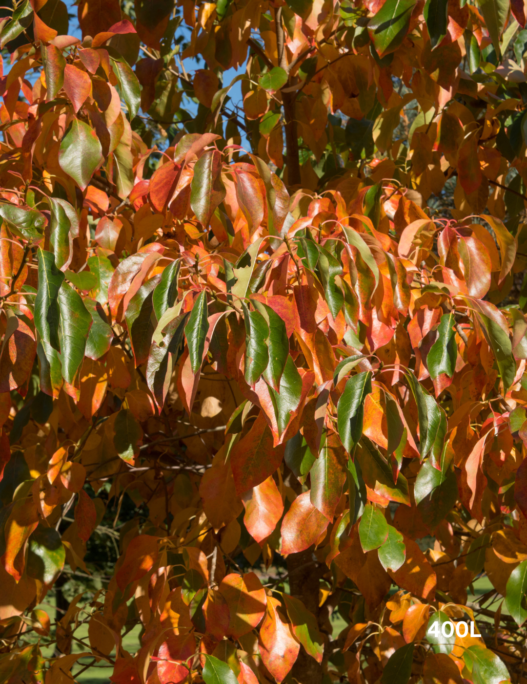 Nyssa sylvatica (Black Tupelo) - Evergreen Trees Direct