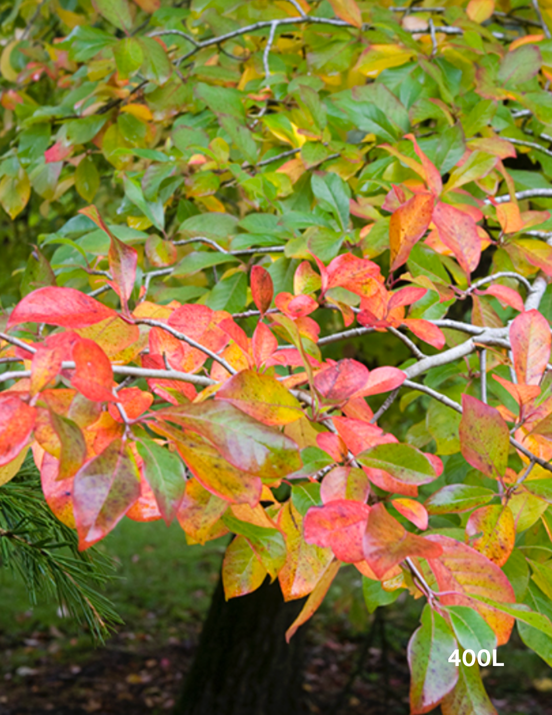 Nyssa sylvatica (Black Tupelo) - Evergreen Trees Direct