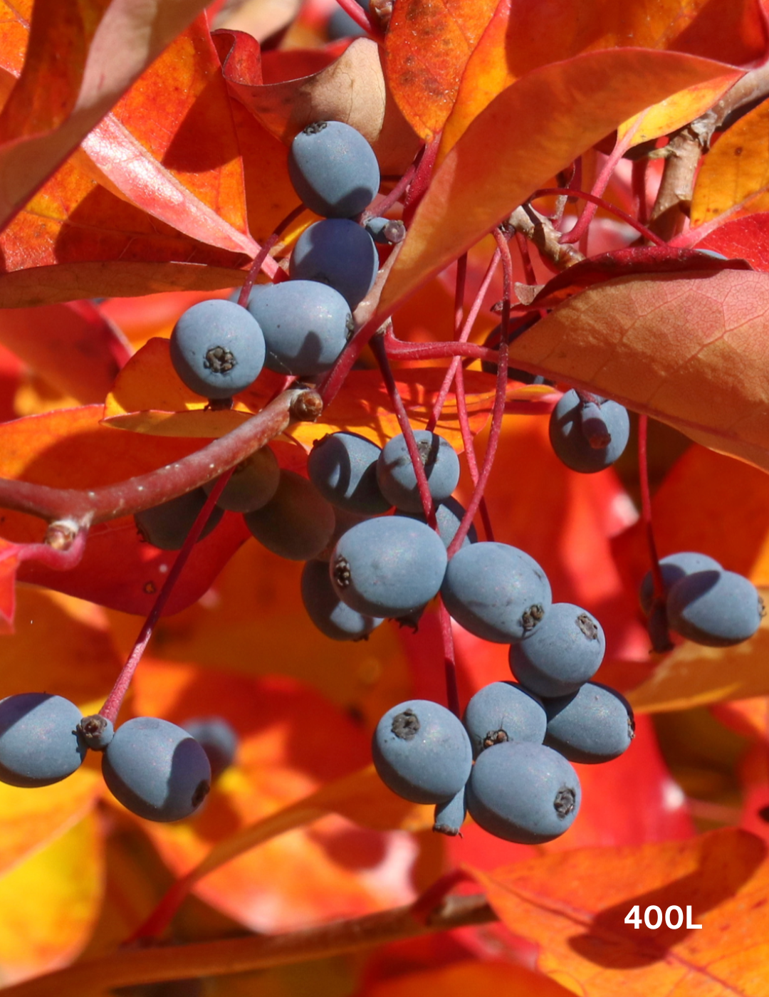 Nyssa sylvatica (Black Tupelo) - Evergreen Trees Direct