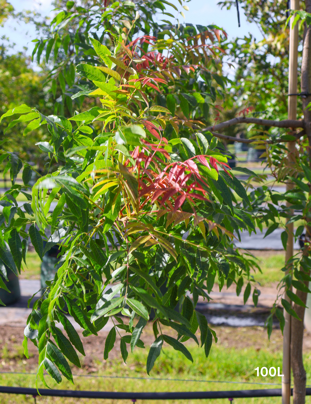 Pistacia chinensis - Evergreen Trees Direct