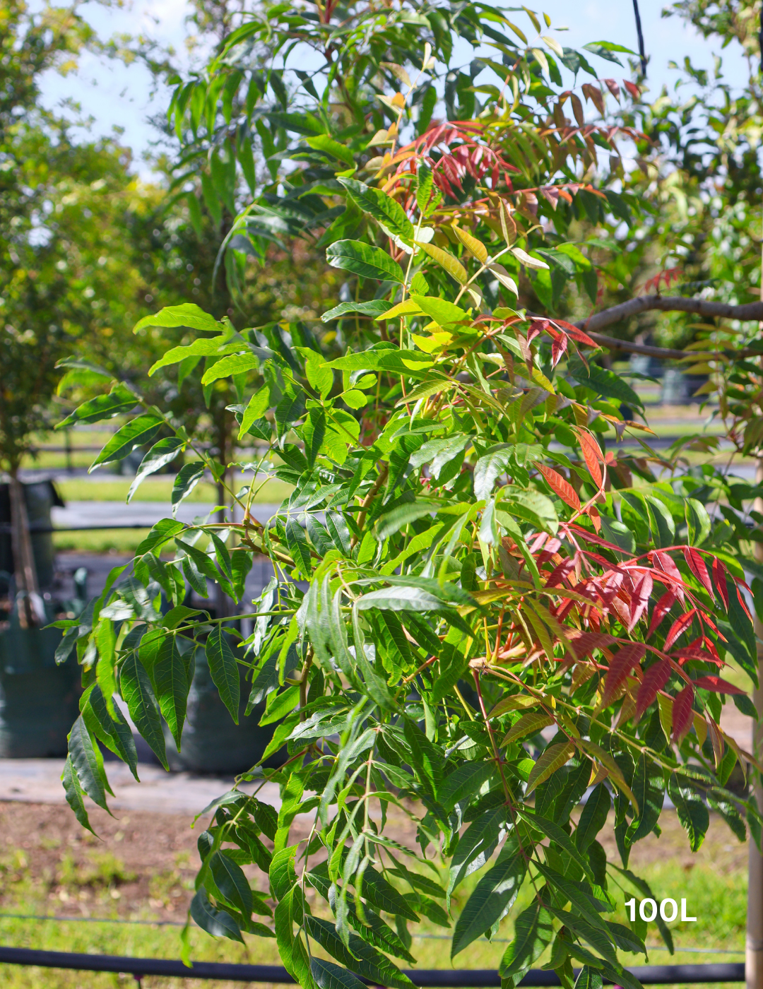 Pistacia chinensis - Evergreen Trees Direct