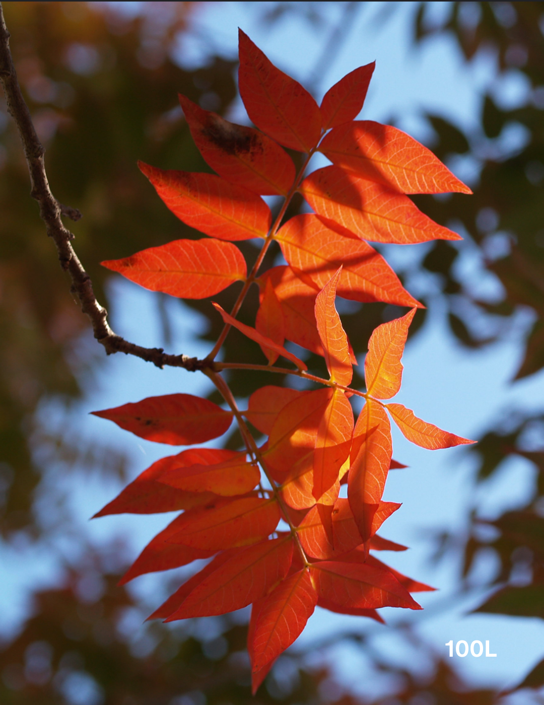 Pistacia chinensis - Evergreen Trees Direct