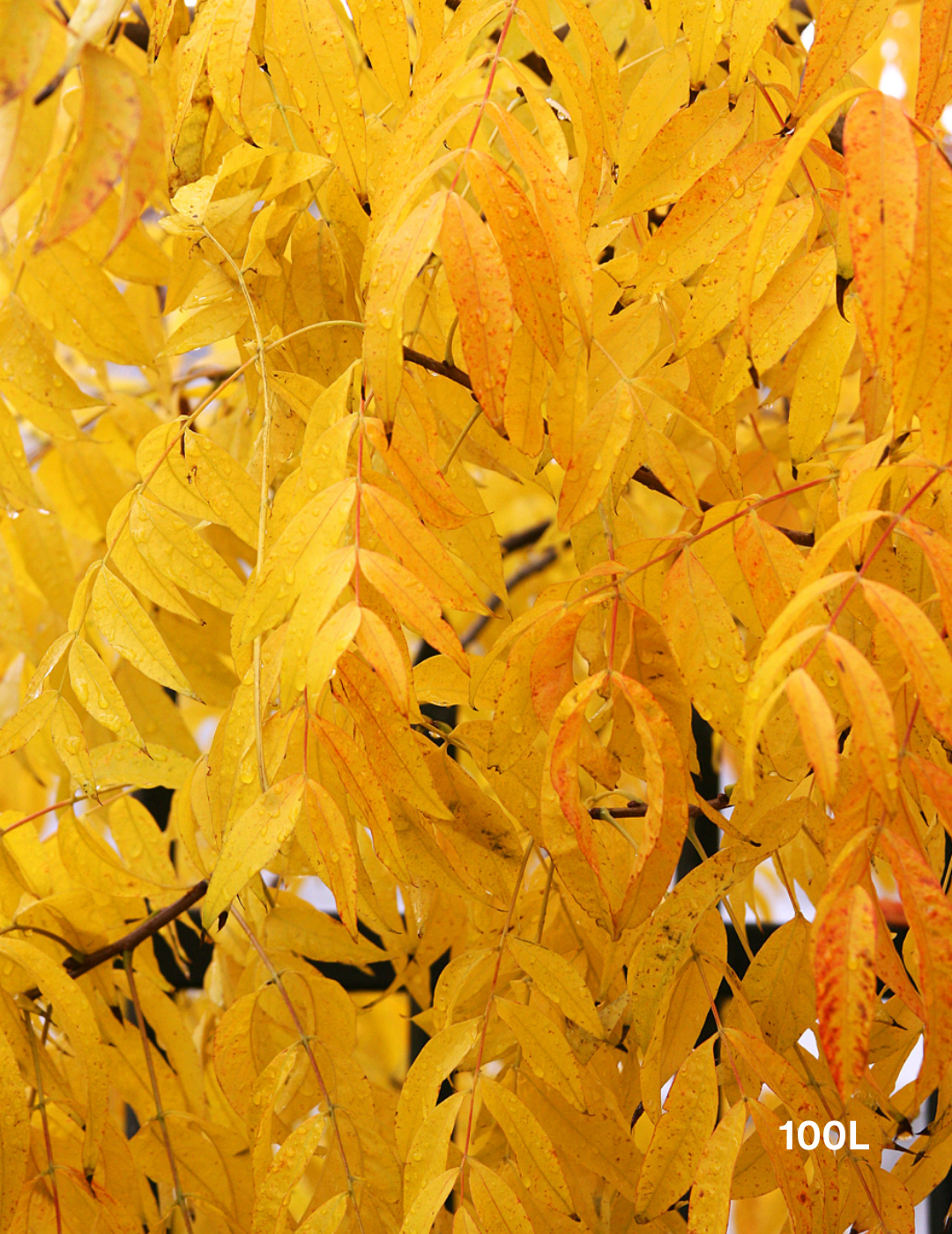 Pistacia chinensis - Evergreen Trees Direct